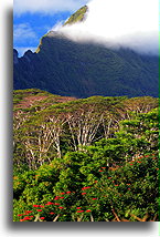 Góra Tohiea::Moorea, Polinezja Francuska::